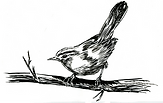oiseau Bouscarle de cetti N&B_edited.png